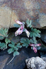 Corydalis inconspicua