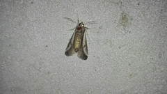 Euscirrhopterus poeyi