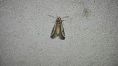 Euscirrhopterus poeyi