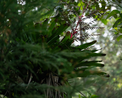 Vriesea philippocoburgi, photograph author not stated, no rights reserved