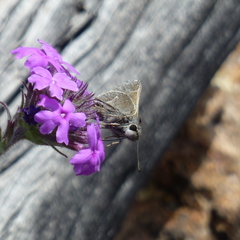 Atrytonopsis pittacus