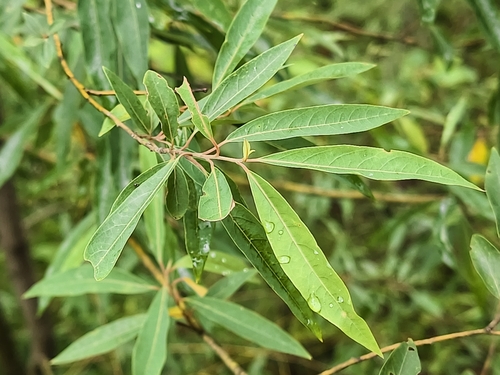 Litsea cubeba, photograph 5