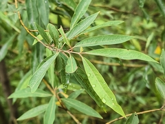 Litsea cubeba, photograph (c) Yinling Chen, some rights reserved (CC BY)