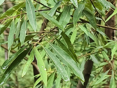 Litsea cubeba, photograph 6