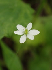 Meconella denticulata
