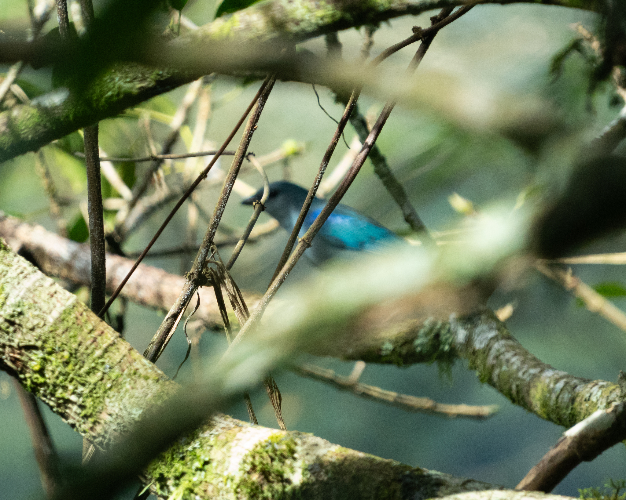 Azure-shouldered Tanager (Thraupis cyanoptera), photo 4