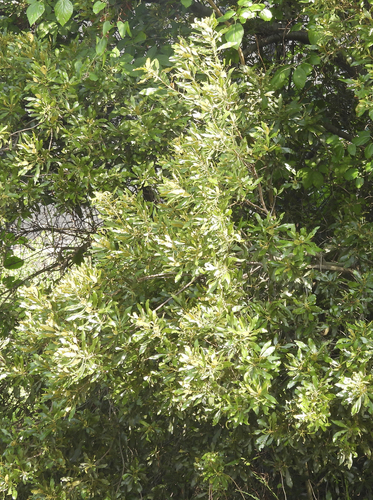 wax myrtle