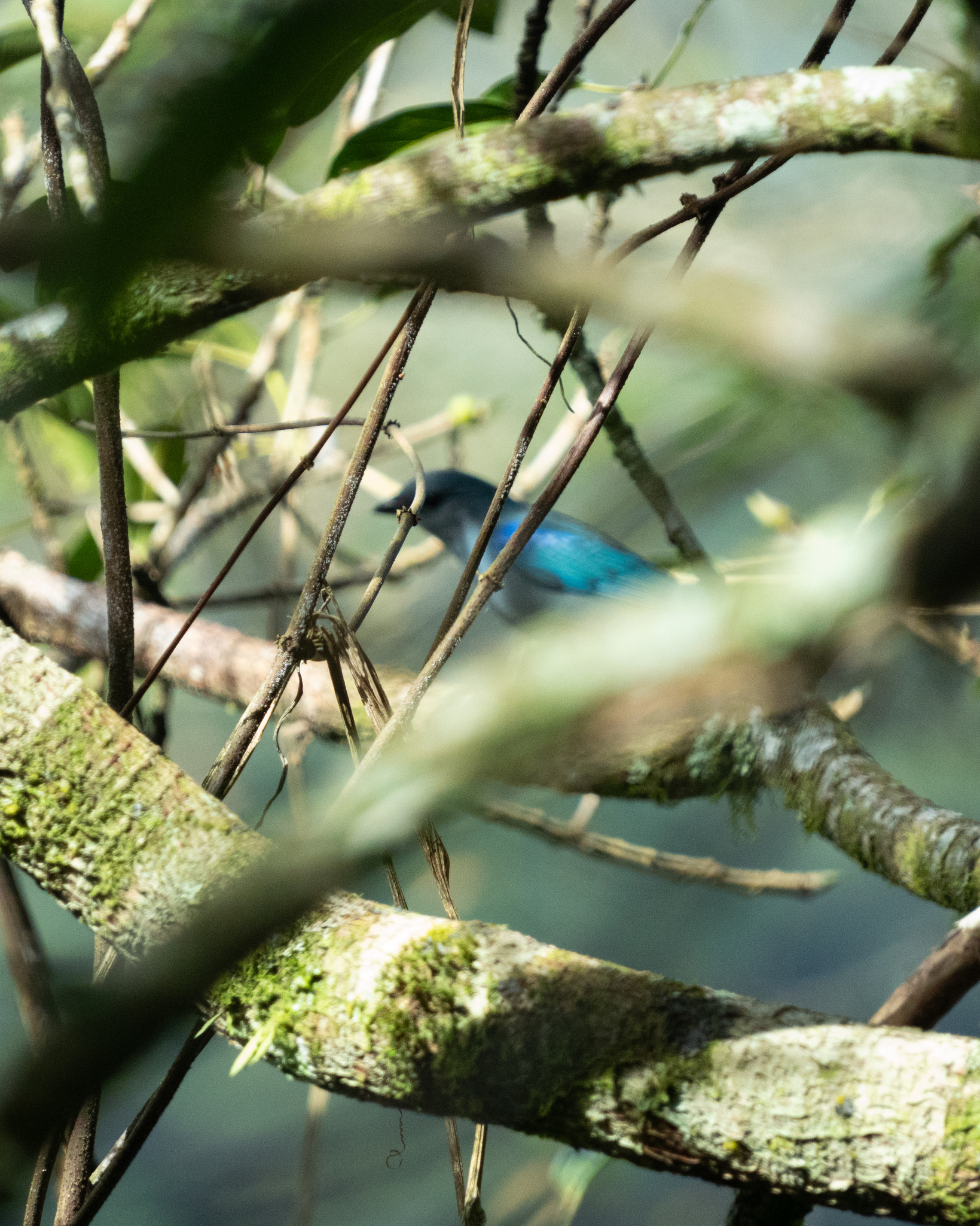 Azure-shouldered Tanager (Thraupis cyanoptera), photo 5