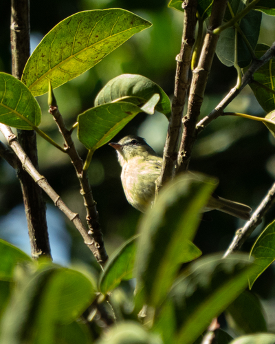 Rough-legged Tyrannulet (Acrochordopus burmeisteri), photo 9