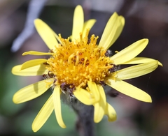 Tephroseris yukonensis