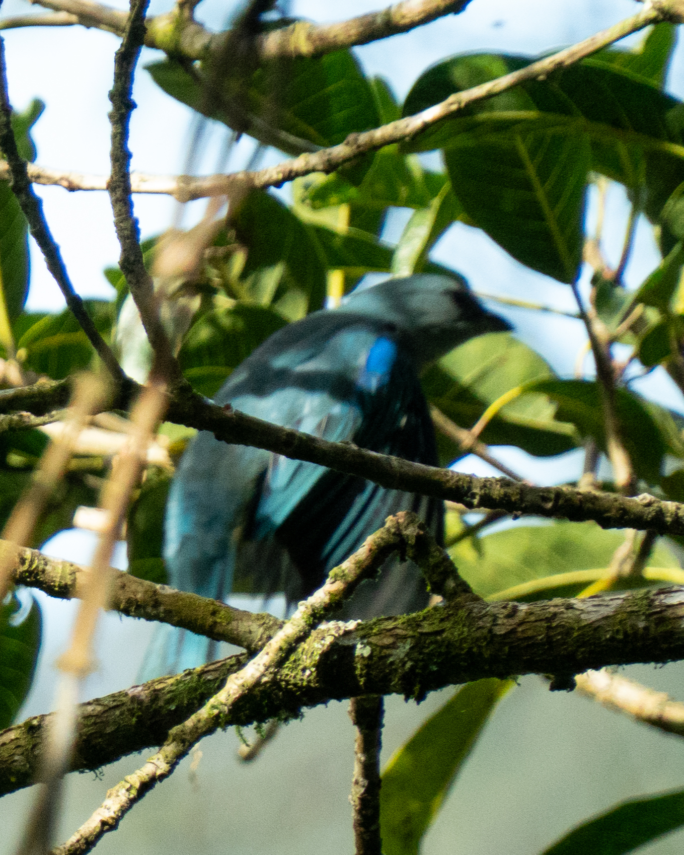 Azure-shouldered Tanager (Thraupis cyanoptera), photo 3