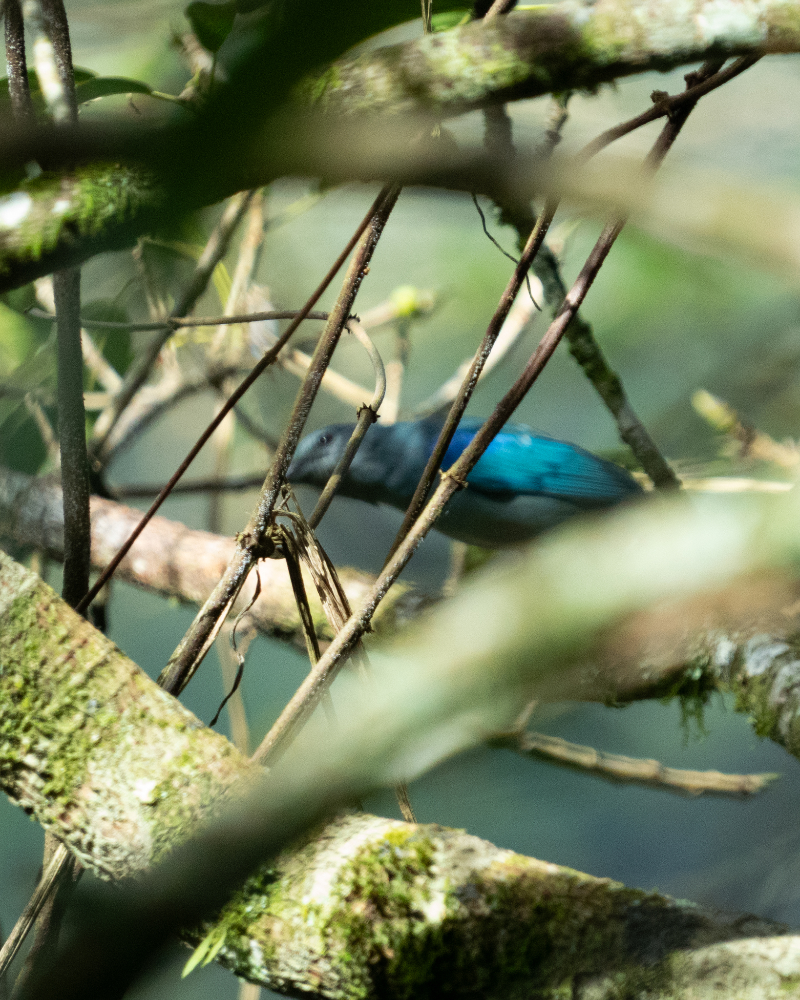 Azure-shouldered Tanager (Thraupis cyanoptera), photo 6