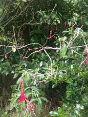 Fuchsia boliviana luxurians