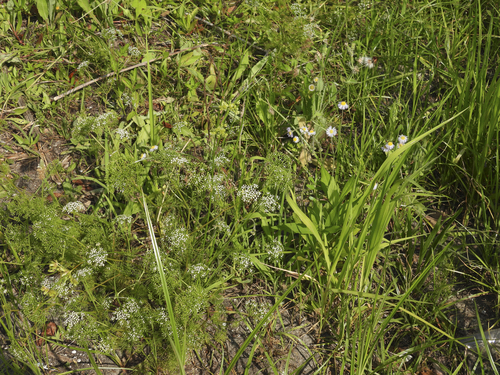 herbwilliam