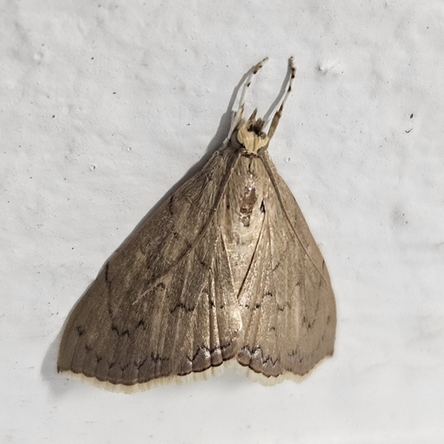 Hyalobathra crenulata