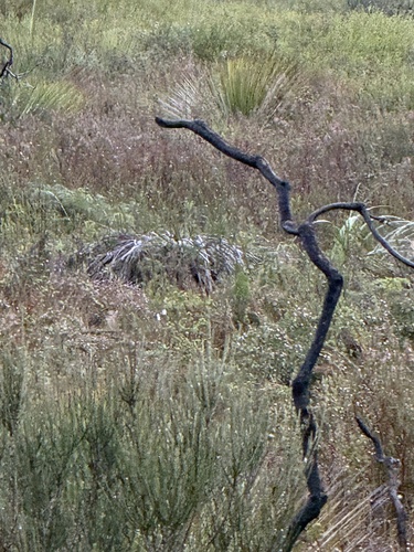 Pezoporus wallicus observed 2026-06-14