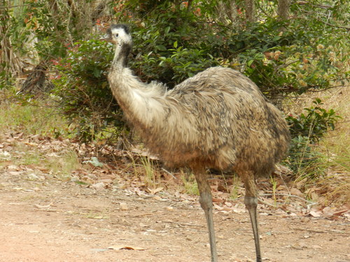 Dromaius novaehollandiae