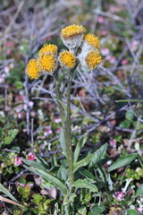 Tephroseris yukonensis