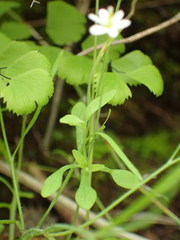 Meconella denticulata