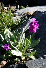 Primula nivalis