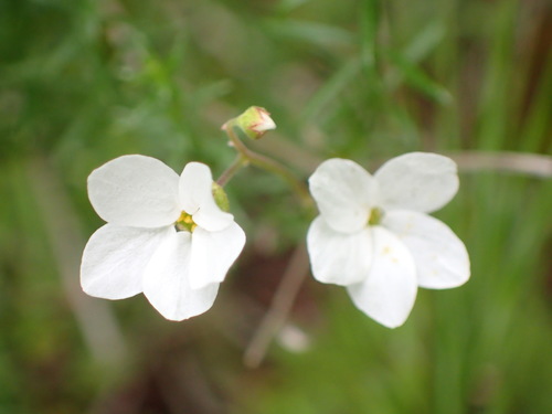 Image of Mission Woodland Star (Lithophragma cymbalaria) by (c) George Williams, some rights reserved (CC BY)