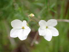 Lithophragma cymbalaria