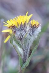 Tephroseris yukonensis