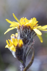 Tephroseris yukonensis