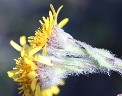 Tephroseris yukonensis