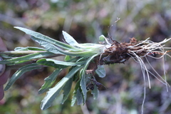 Tephroseris yukonensis