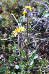 Tephroseris yukonensis