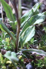 Tephroseris yukonensis