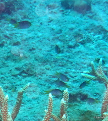 Neopomacentrus nemurus