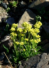Draba ochroleuca
