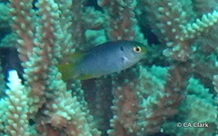 Neopomacentrus nemurus