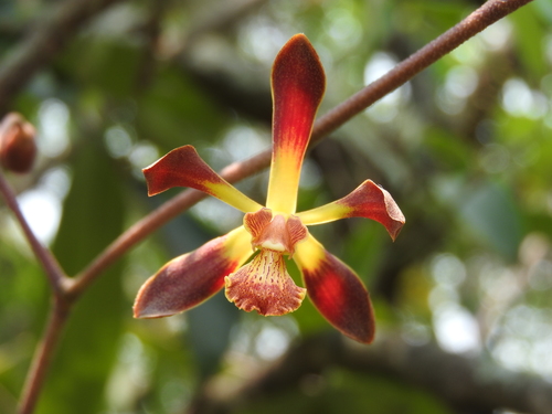 Encyclia parviflora, photograph 4