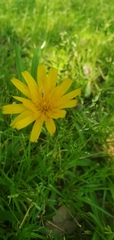 Krigia dandelion