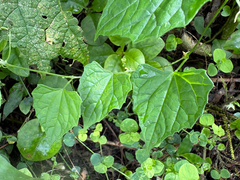 Zehneria guamensis