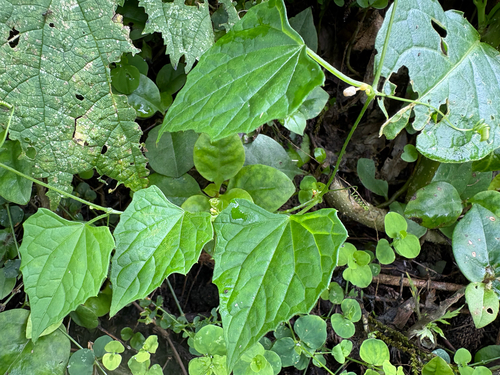 Zehneria guamensis, photograph 1