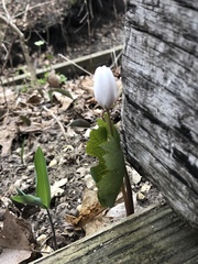 Sanguinaria canadensis