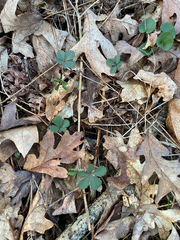 Potentilla canadensis, photograph author not stated, no rights reserved