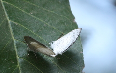 Spalgis lemolea lemolea