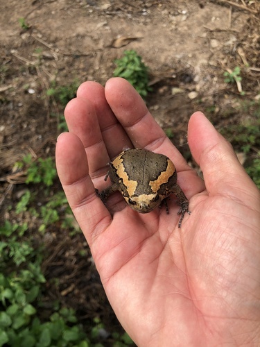 Asian Painted Frog