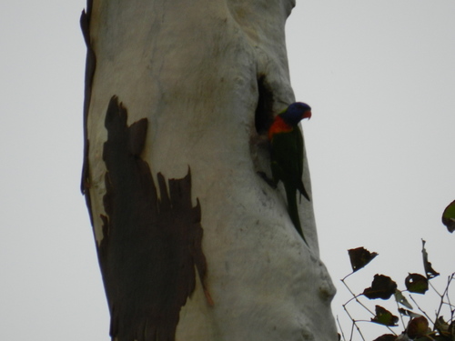 Trichoglossus moluccanus