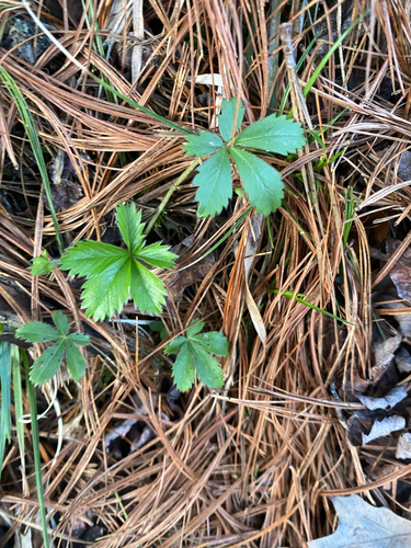 Potentilla canadensis, photograph 5