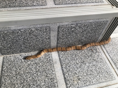 Small-banded Kukri Snake