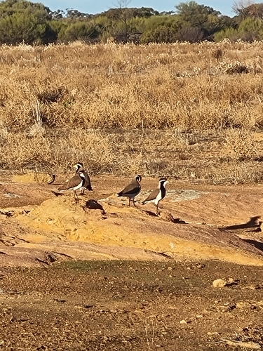 Banded Lapwing (Vanellus tricolor), photo 8