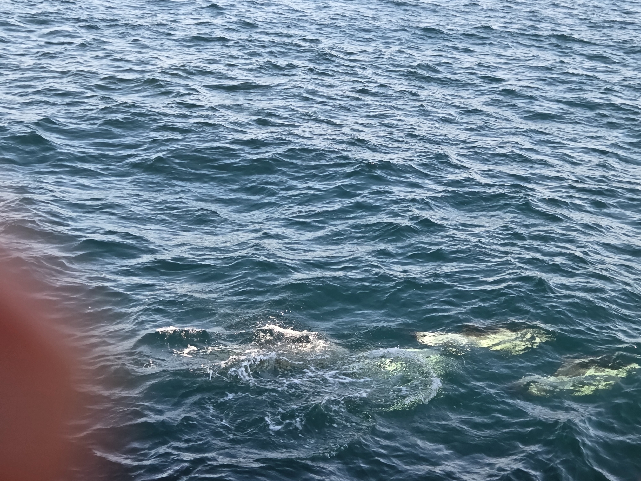 Delphinus delphis