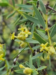 Pimelea microcephala, photograph (c) Malcolm Simard, some rights reserved (CC BY)