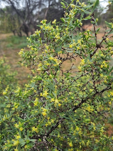 Pimelea microcephala, photograph 6